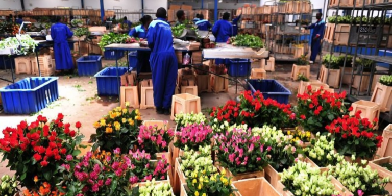 Flower Exporters Lose Ksh724 Million as Air Cargo Delays Disrupt European Shipments. Photo/ file