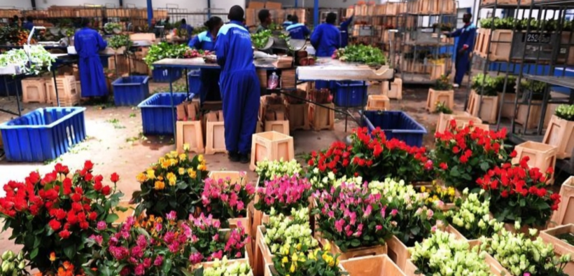 Flower Exporters Lose Ksh724 Million as Air Cargo Delays Disrupt European Shipments. Photo/ file