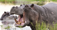 Family Demands Justice After Fatal Hippo Attack in Kirinyaga