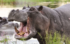 Family Demands Justice After Fatal Hippo Attack in Kirinyaga