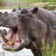 Family Demands Justice After Fatal Hippo Attack in Kirinyaga
