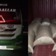 DCI Arrests Five in Multi-County Cannabis Crackdown Worth Ksh 12.15M.