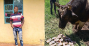Bullfighting Enthusiast Known as “DCI” Found Dead in Shinyalu. Photo/ Dennis Weche/ FB