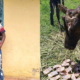Bullfighting Enthusiast Known as “DCI” Found Dead in Shinyalu. Photo/ Dennis Weche/ FB