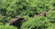 An aerial view of elephants walking through the Imenti Forest in Meru Kenya. PHOTO/ Nation