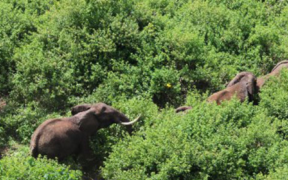 An aerial view of elephants walking through the Imenti Forest in Meru Kenya. PHOTO/ Nation