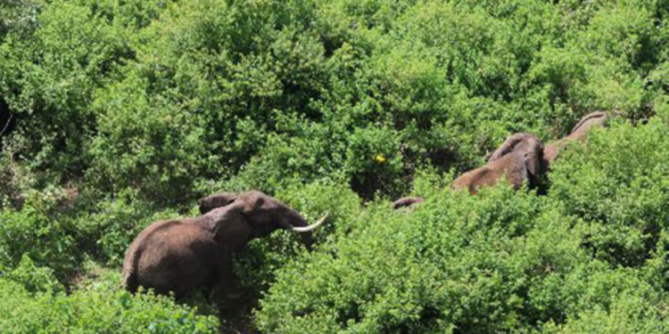 An aerial view of elephants walking through the Imenti Forest in Meru Kenya. PHOTO/ Nation