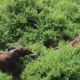 An aerial view of elephants walking through the Imenti Forest in Meru Kenya. PHOTO/ Nation