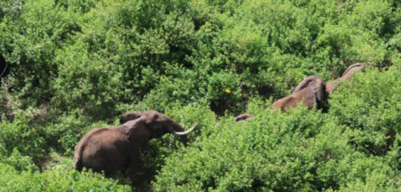 An aerial view of elephants walking through the Imenti Forest in Meru Kenya. PHOTO/ Nation