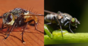 A collage photo of Tsetse flies causing Sleeping Sickness. PHOTO/ iStock