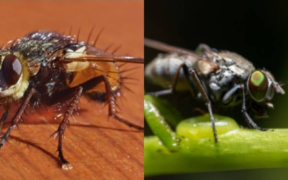 A collage photo of Tsetse flies causing Sleeping Sickness. PHOTO/ iStock