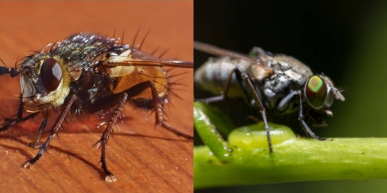 A collage photo of Tsetse flies causing Sleeping Sickness. PHOTO/ iStock