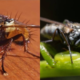 A collage photo of Tsetse flies causing Sleeping Sickness. PHOTO/ iStock