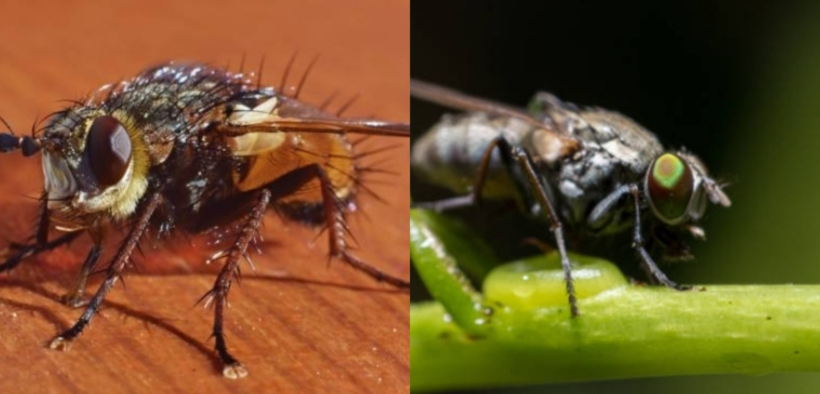 A collage photo of Tsetse flies causing Sleeping Sickness. PHOTO/ iStock