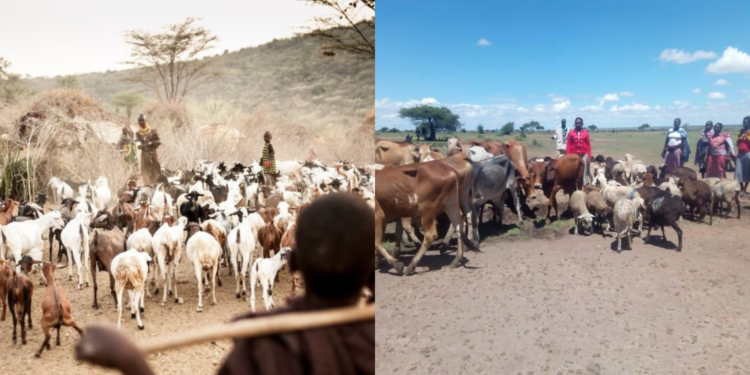 "Tunaingia TUTAM Ruto Akileta SHA Ya Mbuzi na Ng'ombe," Maasai Man Says