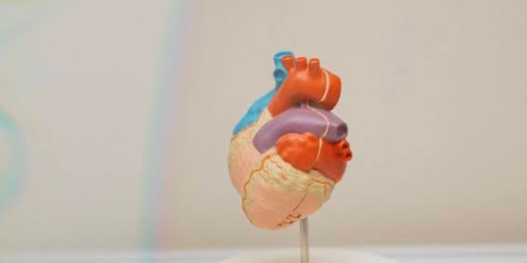 Model of the huma heartPHOTO/Cardio Institute. Aarhus University