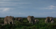 A photo of elephants grazing . Photo/ File