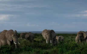 A photo of elephants grazing . Photo/ File