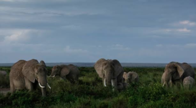 A photo of elephants grazing . Photo/ File