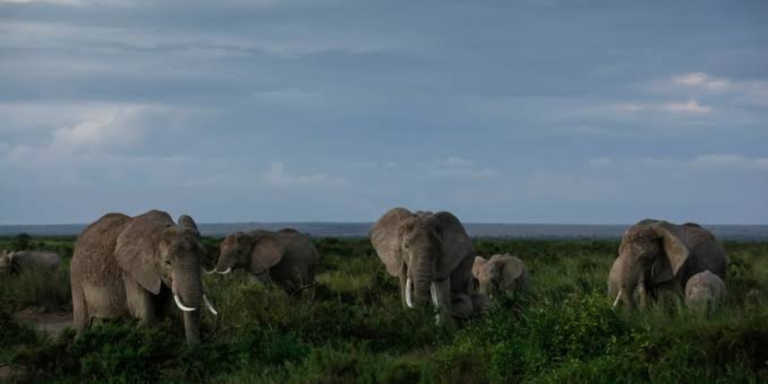 A photo of elephants grazing . Photo/ File