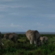 A photo of elephants grazing . Photo/ File