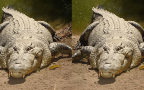 A photo showing crocodile in a riverbank. Photo / KWS