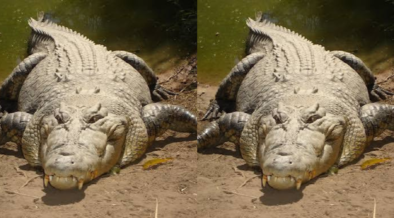 A photo showing crocodile in a riverbank. Photo / KWS