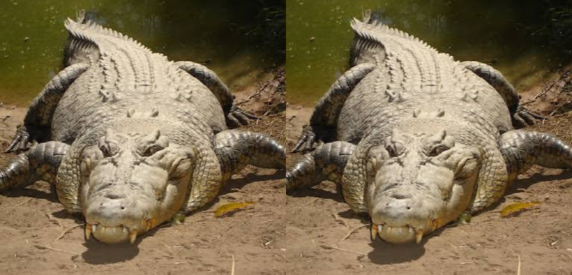 A photo showing crocodile in a riverbank. Photo / KWS