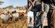 Bandits Ambush Security Team as 45 Stolen Cattle Are Recovered in Turkana