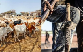 Bandits Ambush Security Team as 45 Stolen Cattle Are Recovered in Turkana