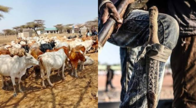 Bandits Ambush Security Team as 45 Stolen Cattle Are Recovered in Turkana
