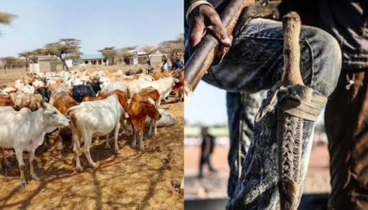 Bandits Ambush Security Team as 45 Stolen Cattle Are Recovered in Turkana