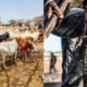 Bandits Ambush Security Team as 45 Stolen Cattle Are Recovered in Turkana