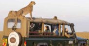 A photo showing foreigners visiting kenya's wildlife. Photo/ KWS