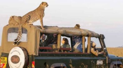 A photo showing foreigners visiting kenya's wildlife. Photo/ KWS