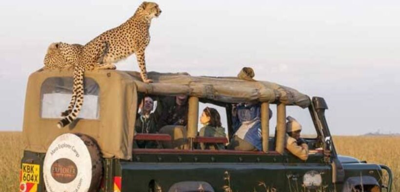 A photo showing foreigners visiting kenya's wildlife. Photo/ KWS