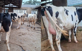 Photo showing cattles at Mawa dairy farm in Karatina. Photo /Mawa Dairy Farm /FB