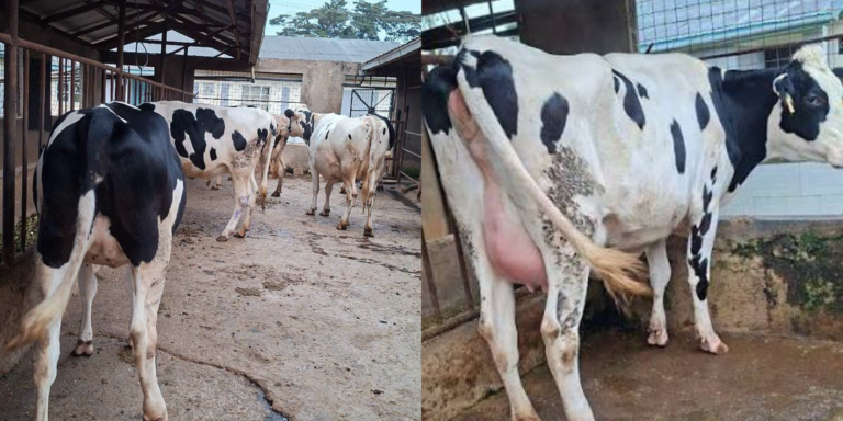 Photo showing cattles at Mawa dairy farm in Karatina. Photo /Mawa Dairy Farm /FB