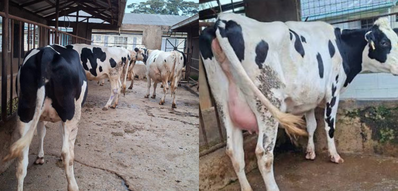 Photo showing cattles at Mawa dairy farm in Karatina. Photo /Mawa Dairy Farm /FB