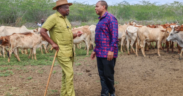 Agriculture CS Mutahi Kagwe and Tana River Senator Danson Mungatana ed a livestock sensitization and tagging exercise in Kurawa, Tana River County on Thursday, July 16, 2026. PHOTO/ Kagwe X.