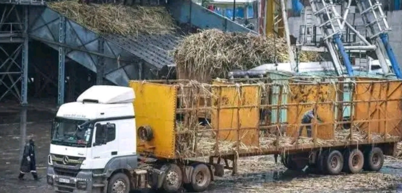 A sugarcane truck offloading unprocessed cane at a factory in Kenya. PHOTO/ File