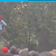 Mixed Reactions as Didmus Barasa Throws Money to Crowd in Bungoma