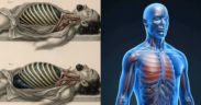 What Happens to the Human Body in the Minutes Before and After Death
