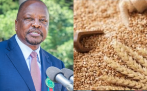 Govt raises wheat prices for 2026 harvest from KSh 4,750 to KSh 5,100 per bag, boosting farmer earnings while ensuring stable supply amid expected drop in output