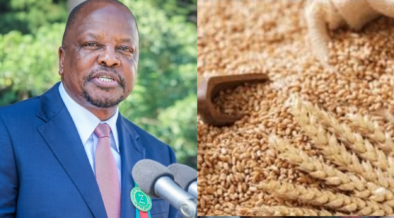 Govt raises wheat prices for 2026 harvest from KSh 4,750 to KSh 5,100 per bag, boosting farmer earnings while ensuring stable supply amid expected drop in output