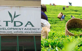 A collage photo showing KTDA building and one of its tea farm with farmers harvesting tea. Photo/ KTDA