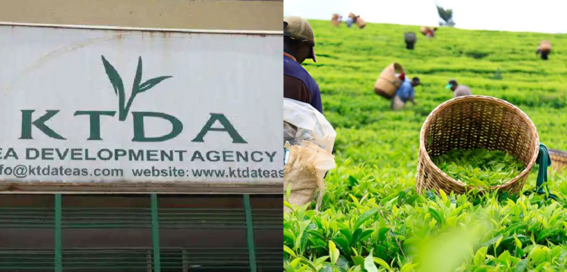 A collage photo showing KTDA building and one of its tea farm with farmers harvesting tea. Photo/ KTDA