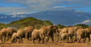 A photo of Elephants grazing and walking around the Amboseli National Park. Photo/ Amboseli Park