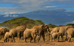 A photo of Elephants grazing and walking around the Amboseli National Park. Photo/ Amboseli Park