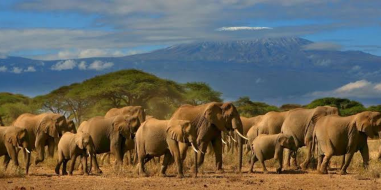 A photo of Elephants grazing and walking around the Amboseli National Park. Photo/ Amboseli Park